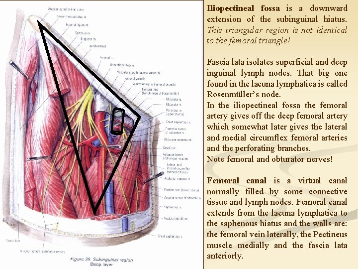 Iliopectineal fossa is a downward extension of the subinguinal hiatus. This triangular region is
