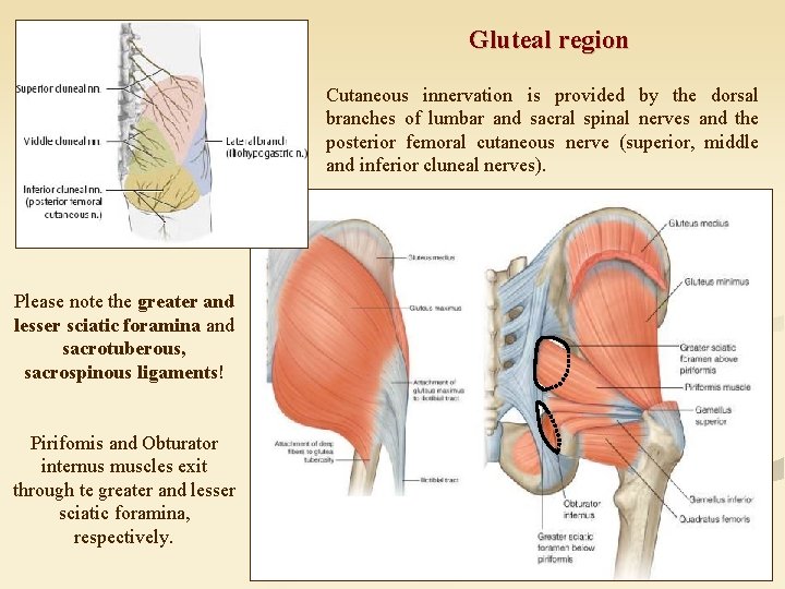 Gluteal region Cutaneous innervation is provided by the dorsal branches of lumbar and sacral