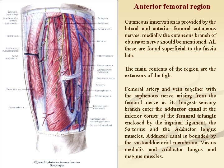 Anterior femoral region Cutaneous innervation is provided by the lateral and anterior femoral cutaneous