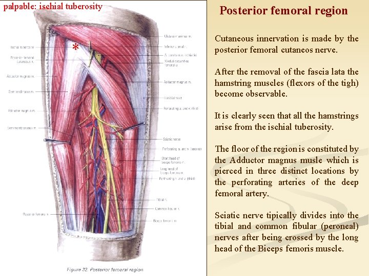 palpable: ischial tuberosity * Posterior femoral region Cutaneous innervation is made by the posterior