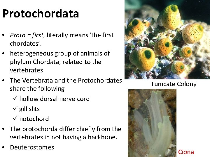 Protochordata • Proto = first, literally means 'the first chordates’. • heterogeneous group of