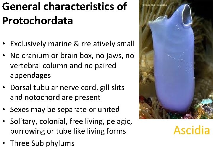 General characteristics of Protochordata • Exclusively marine & rrelatively small • No cranium or
