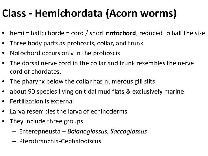 Class - Hemichordata (Acorn worms) • • • hemi = half; chorde = cord