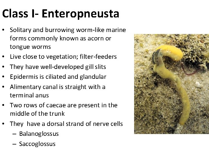 Class I- Enteropneusta • Solitary and burrowing worm-like marine forms commonly known as acorn