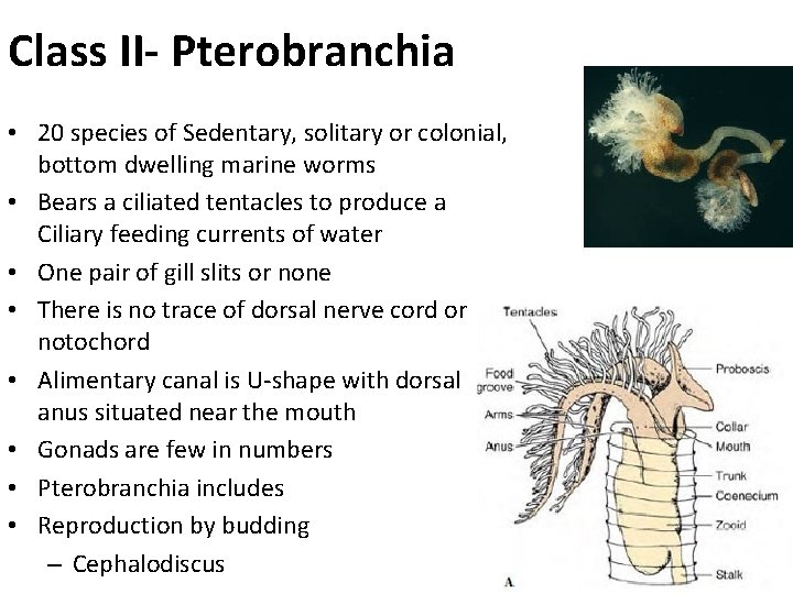 Class II- Pterobranchia • 20 species of Sedentary, solitary or colonial, bottom dwelling marine