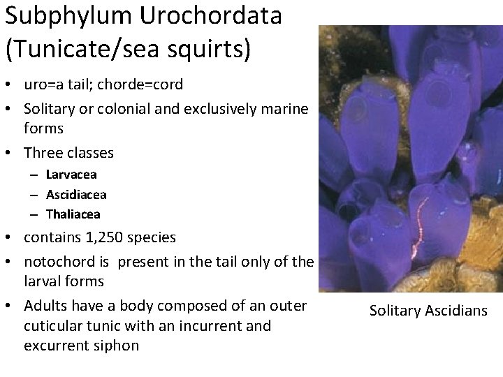 Subphylum Urochordata (Tunicate/sea squirts) • uro=a tail; chorde=cord • Solitary or colonial and exclusively