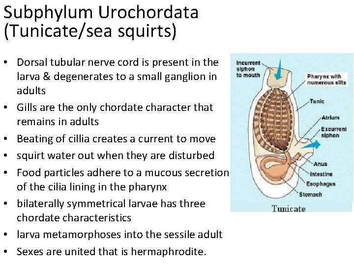 Subphylum Urochordata (Tunicate/sea squirts) • Dorsal tubular nerve cord is present in the larva