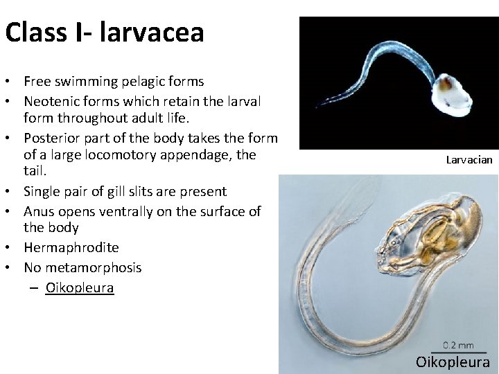Class I- larvacea • Free swimming pelagic forms • Neotenic forms which retain the