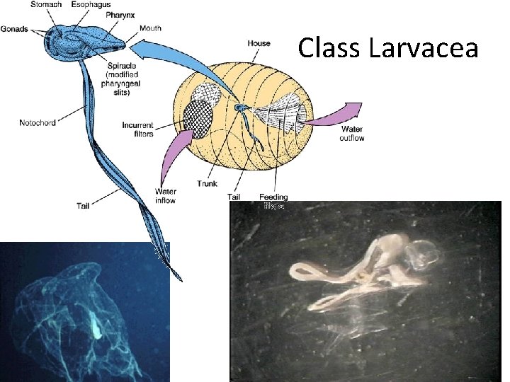Class Larvacea 