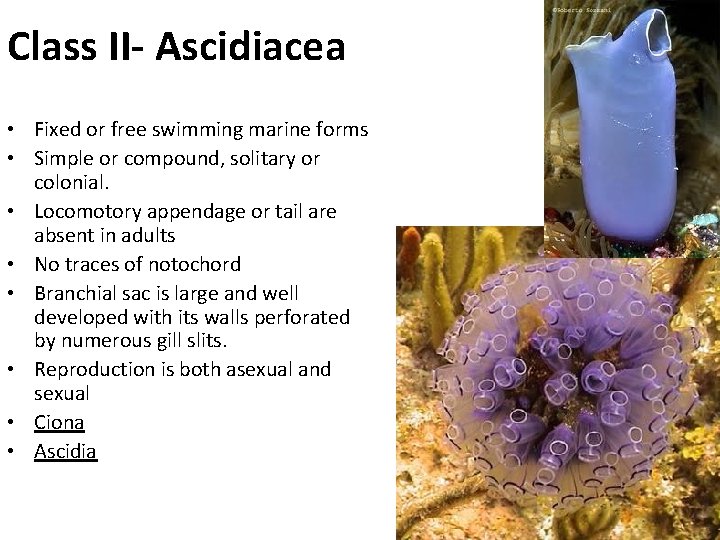 Class II- Ascidiacea • Fixed or free swimming marine forms • Simple or compound,