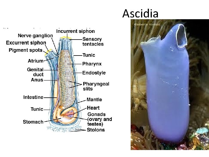  Ascidia 