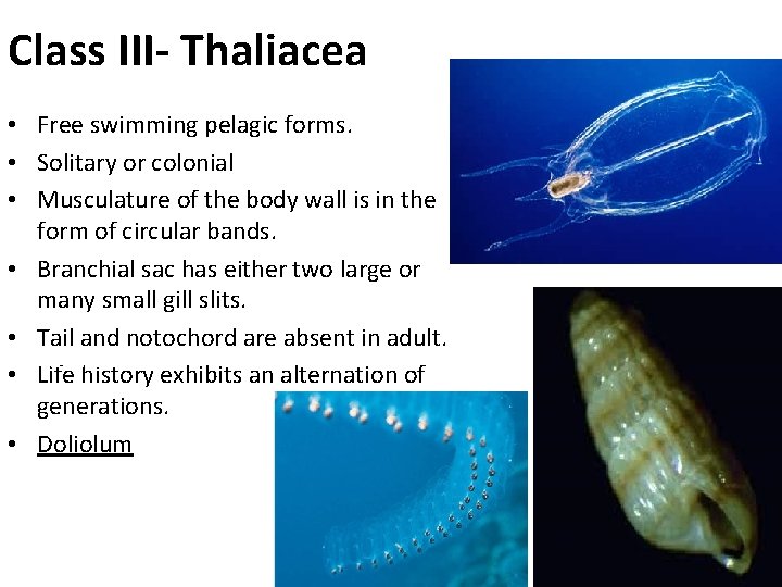 Class III- Thaliacea • Free swimming pelagic forms. • Solitary or colonial • Musculature