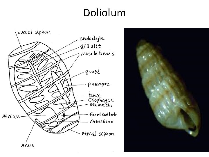 Doliolum 
