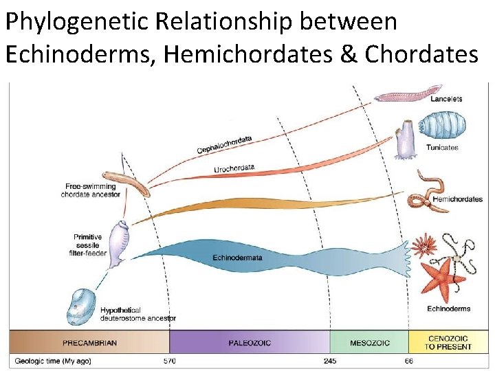 Phylogenetic Relationship between Echinoderms, Hemichordates & Chordates 
