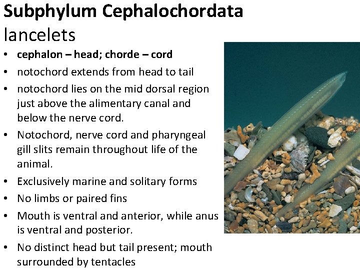 Subphylum Cephalochordata lancelets • cephalon – head; chorde – cord • notochord extends from