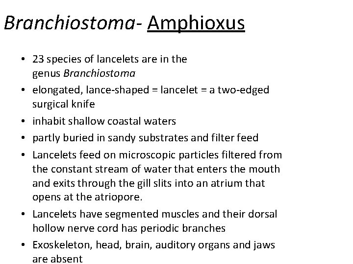 Branchiostoma- Amphioxus • 23 species of lancelets are in the genus Branchiostoma • elongated,