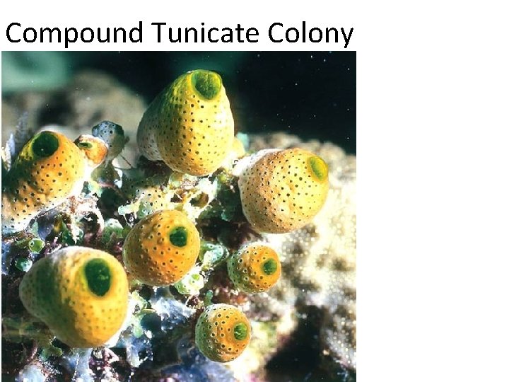 Compound Tunicate Colony 