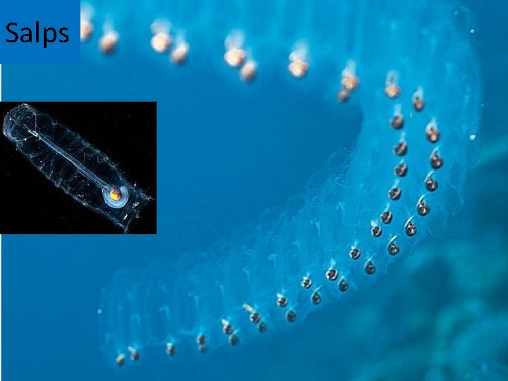 Salps 