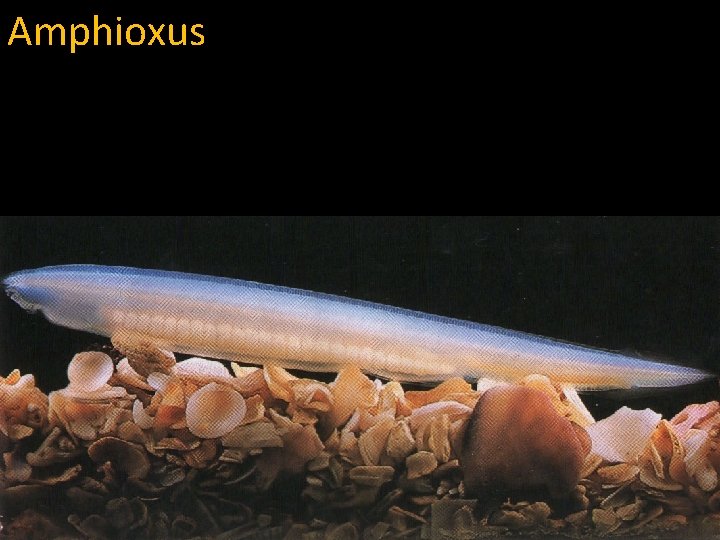 Amphioxus 