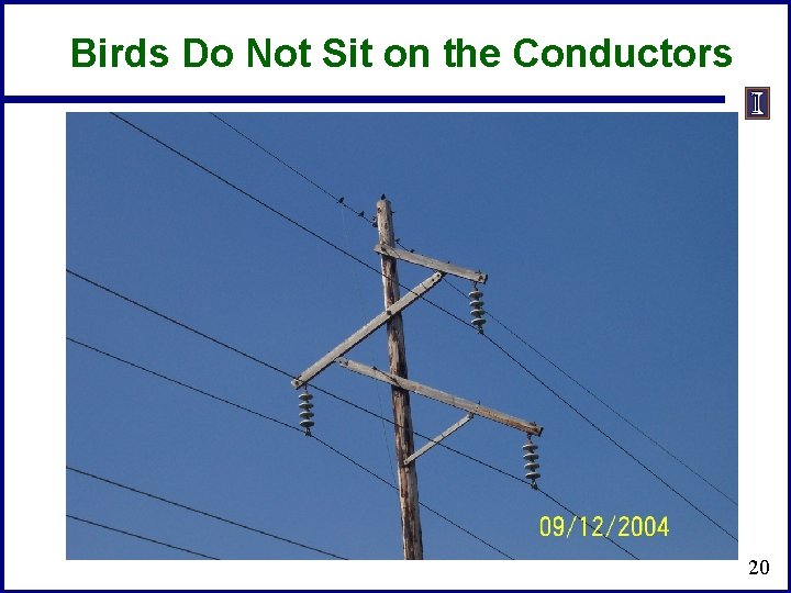 Birds Do Not Sit on the Conductors 20 