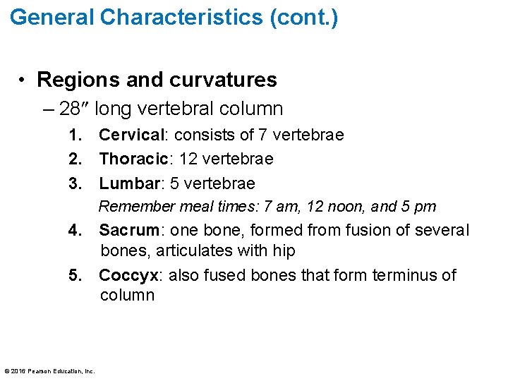 General Characteristics (cont. ) • Regions and curvatures – 28 long vertebral column 1. General Characteristics (cont. ) • Regions and curvatures – 28 long vertebral column 1.