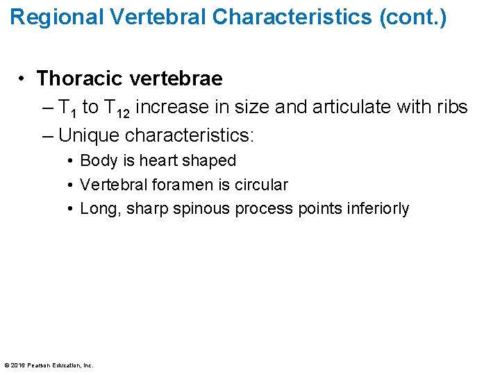 Regional Vertebral Characteristics (cont. ) • Thoracic vertebrae – T 1 to T 12 Regional Vertebral Characteristics (cont. ) • Thoracic vertebrae – T 1 to T 12