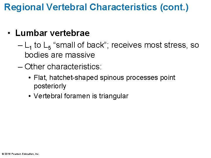 Regional Vertebral Characteristics (cont. ) • Lumbar vertebrae – L 1 to L 5 Regional Vertebral Characteristics (cont. ) • Lumbar vertebrae – L 1 to L 5
