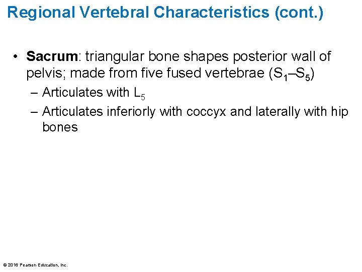 Regional Vertebral Characteristics (cont. ) • Sacrum: triangular bone shapes posterior wall of pelvis; Regional Vertebral Characteristics (cont. ) • Sacrum: triangular bone shapes posterior wall of pelvis;