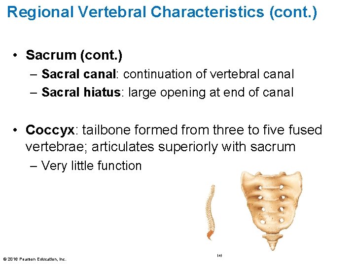 Regional Vertebral Characteristics (cont. ) • Sacrum (cont. ) – Sacral canal: continuation of Regional Vertebral Characteristics (cont. ) • Sacrum (cont. ) – Sacral canal: continuation of