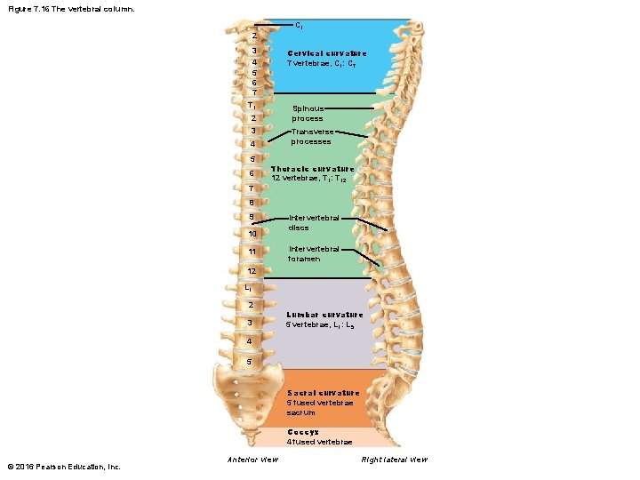Figure 7. 16 The vertebral column. C 1 2 3 4 5 6 7 Figure 7. 16 The vertebral column. C 1 2 3 4 5 6 7