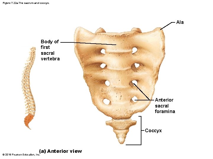 Figure 7. 22 a The sacrum and coccyx. Ala Body of first sacral vertebra Figure 7. 22 a The sacrum and coccyx. Ala Body of first sacral vertebra
