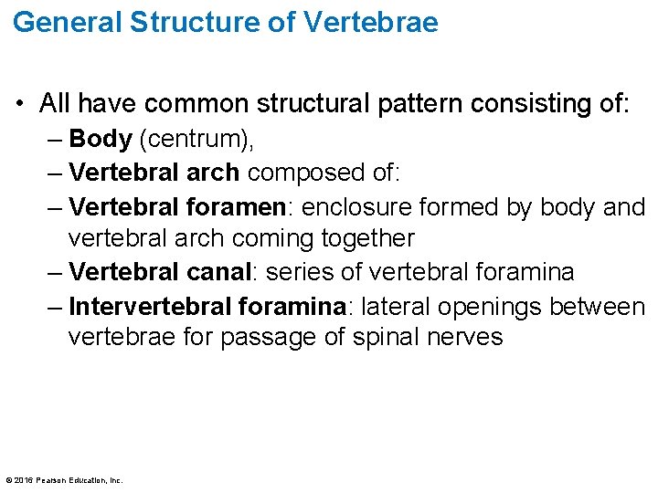 General Structure of Vertebrae • All have common structural pattern consisting of: – Body General Structure of Vertebrae • All have common structural pattern consisting of: – Body