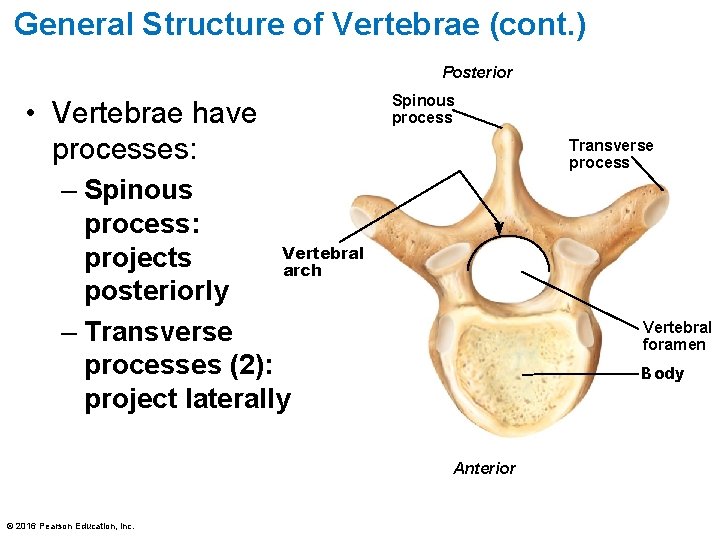 General Structure of Vertebrae (cont. ) Posterior • Vertebrae have processes: Spinous process Transverse General Structure of Vertebrae (cont. ) Posterior • Vertebrae have processes: Spinous process Transverse