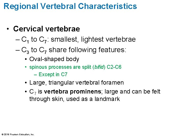 Regional Vertebral Characteristics • Cervical vertebrae – C 1 to C 7: smallest, lightest Regional Vertebral Characteristics • Cervical vertebrae – C 1 to C 7: smallest, lightest