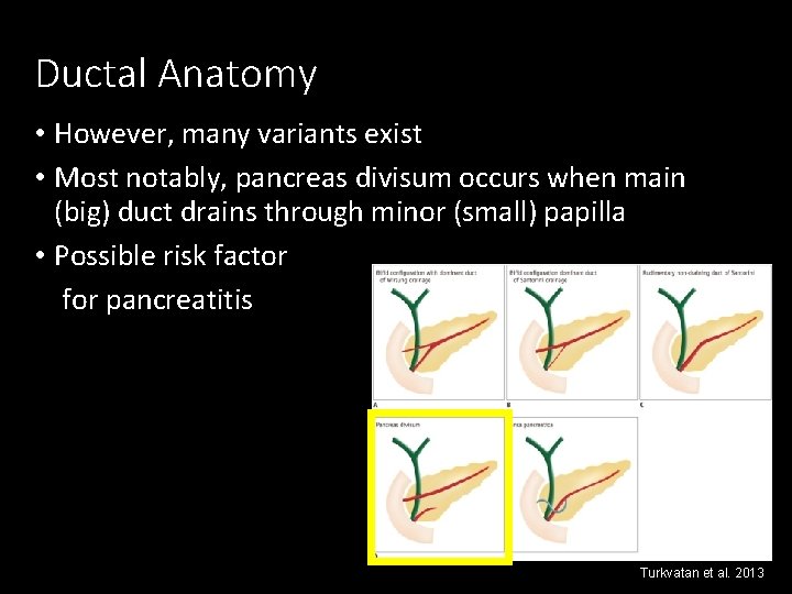 Ductal Anatomy • However, many variants exist • Most notably, pancreas divisum occurs when