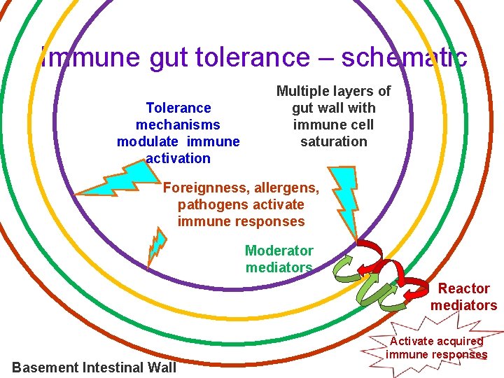Immune gut tolerance – schematic Tolerance mechanisms modulate immune activation Multiple layers of gut