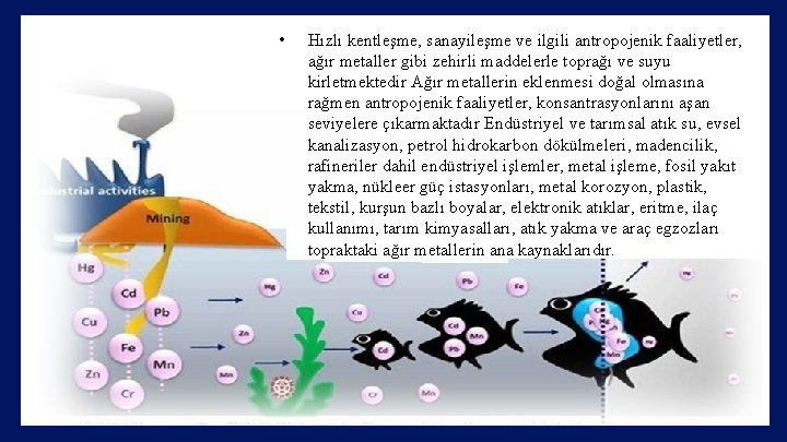  • Hızlı kentleşme, sanayileşme ve ilgili antropojenik faaliyetler, ağır metaller gibi zehirli maddelerle