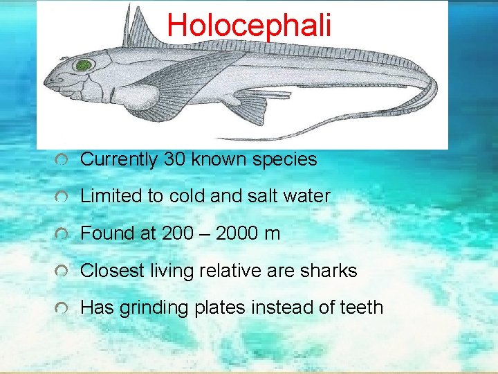 Holocephali Currently 30 known species Limited to cold and salt water Found at 200