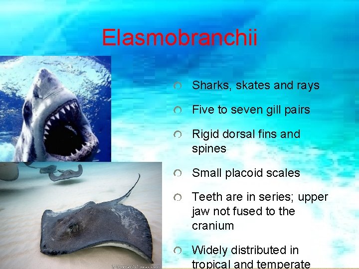 Elasmobranchii Sharks, skates and rays Five to seven gill pairs Rigid dorsal fins and