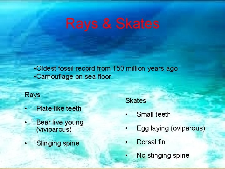 Rays & Skates • Oldest fossil record from 150 million years ago • Camouflage