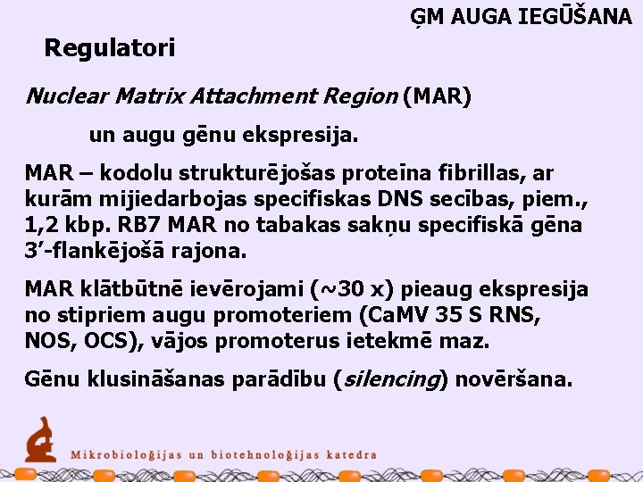 ĢM AUGA IEGŪŠANA Regulatori Nuclear Matrix Attachment Region (MAR) un augu gēnu ekspresija. MAR