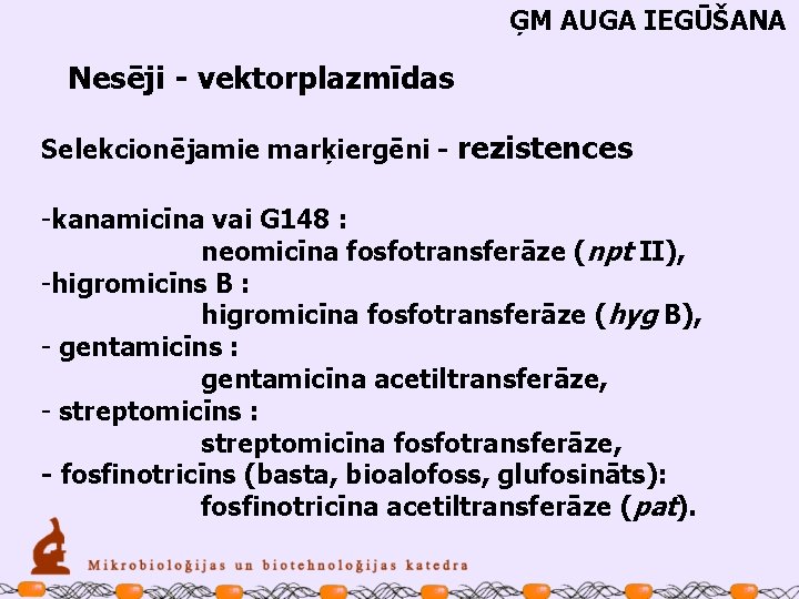 ĢM AUGA IEGŪŠANA Nesēji - vektorplazmīdas Selekcionējamie marķiergēni - rezistences -kanamicīna vai G 148