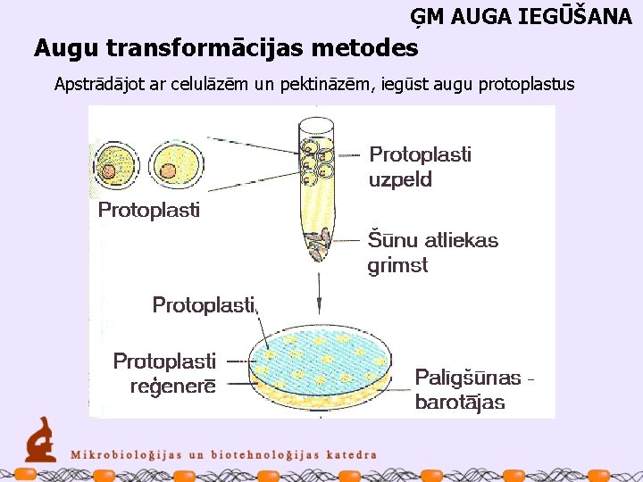 ĢM AUGA IEGŪŠANA Augu transformācijas metodes Apstrādājot ar celulāzēm un pektināzēm, iegūst augu protoplastus