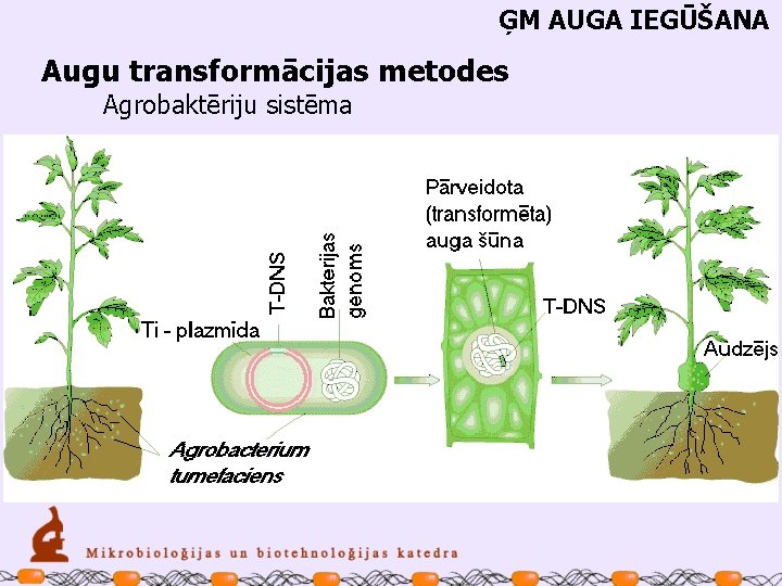 ĢM AUGA IEGŪŠANA Augu transformācijas metodes Agrobaktēriju sistēma 