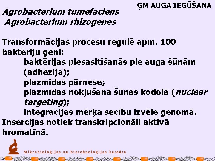 Agrobacterium tumefaciens Agrobacterium rhizogenes ĢM AUGA IEGŪŠANA Transformācijas procesu regulē apm. 100 baktēriju gēni: