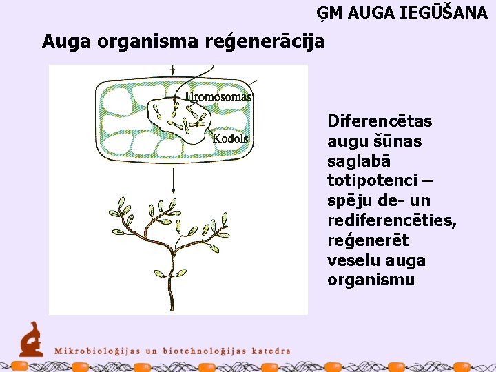 ĢM AUGA IEGŪŠANA Auga organisma reģenerācija Diferencētas augu šūnas saglabā totipotenci – spēju de-