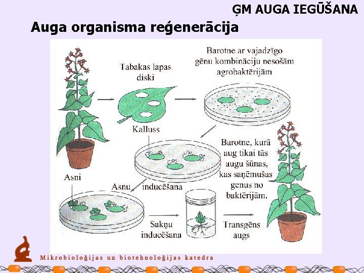 ĢM AUGA IEGŪŠANA Auga organisma reģenerācija 