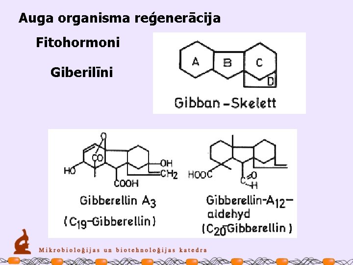 Auga organisma reģenerācija Fitohormoni Giberilīni 