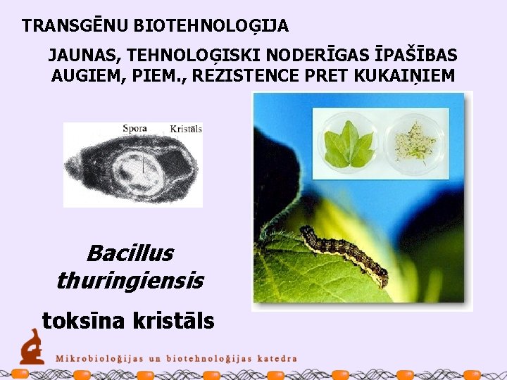 TRANSGĒNU BIOTEHNOLOĢIJA JAUNAS, TEHNOLOĢISKI NODERĪGAS ĪPAŠĪBAS AUGIEM, PIEM. , REZISTENCE PRET KUKAIŅIEM Bacillus thuringiensis