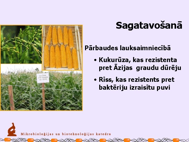 Sagatavošanā Pārbaudes lauksaimniecībā • Kukurūza, kas rezistenta pret Āzijas graudu dūrēju • Rīss, kas